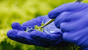 بازار کارمهندسی کشاورزی چگونه است؟